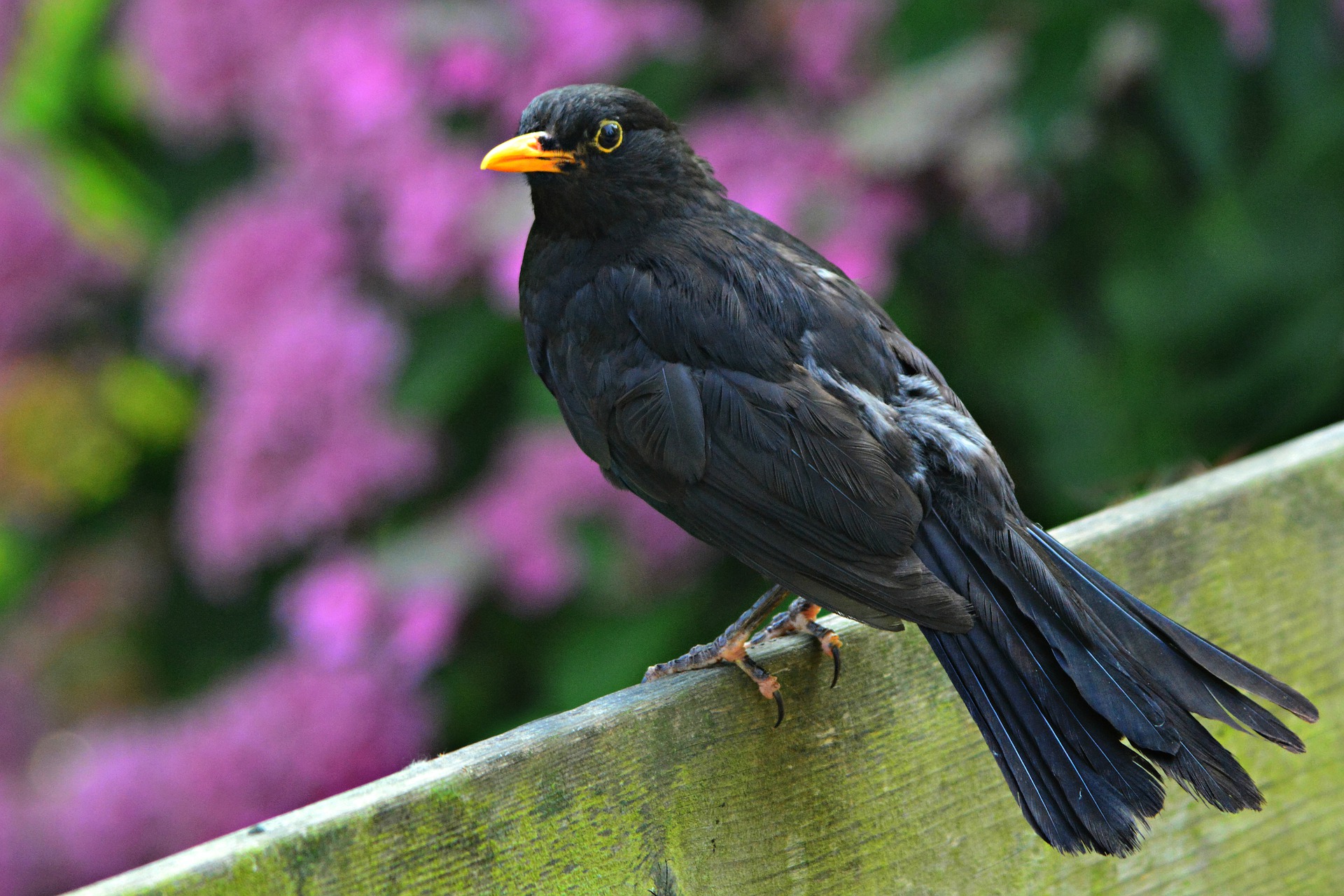 Amsel im Portrait - Vogelwissen