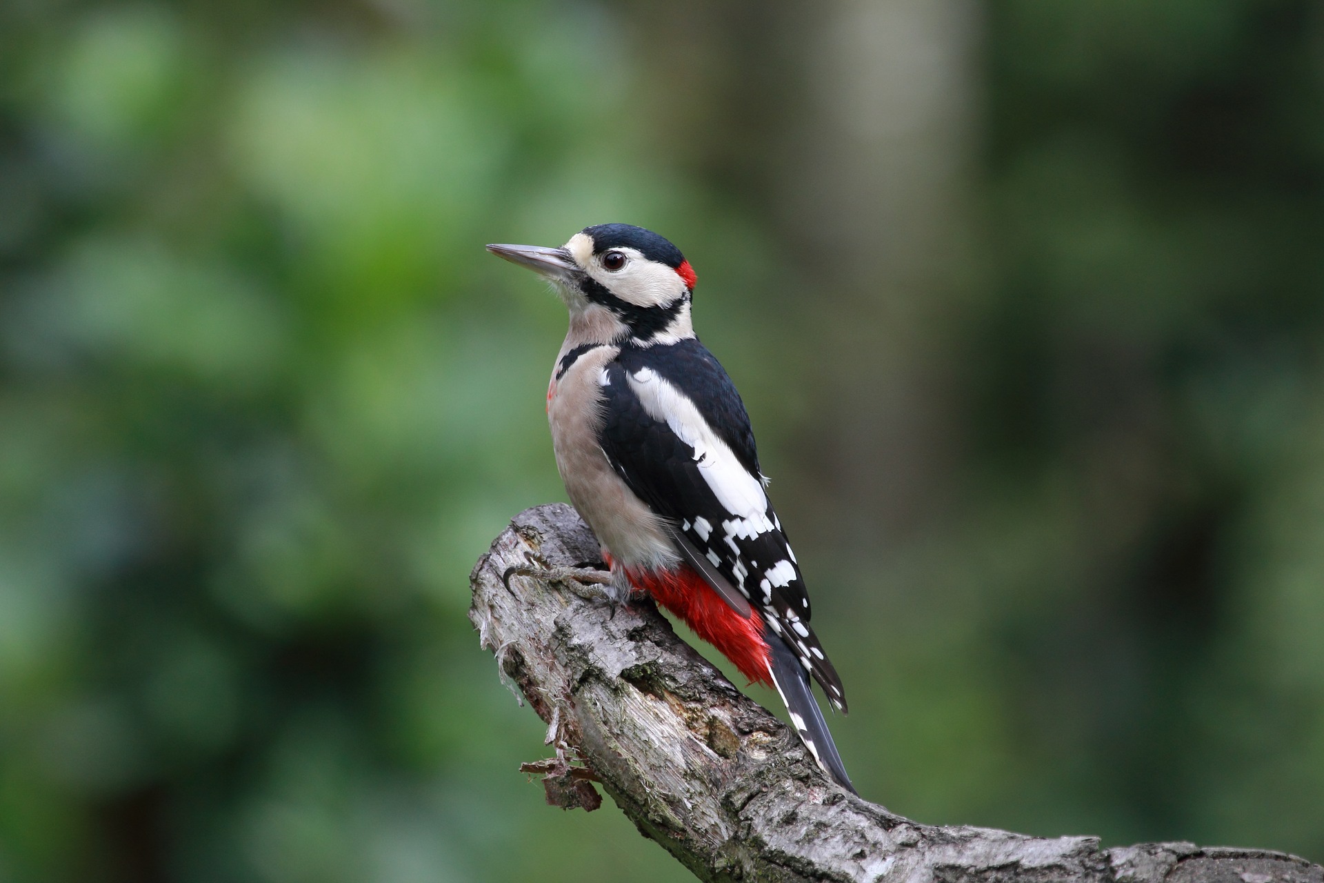 Buntspecht im Portrait - Vogelwissen