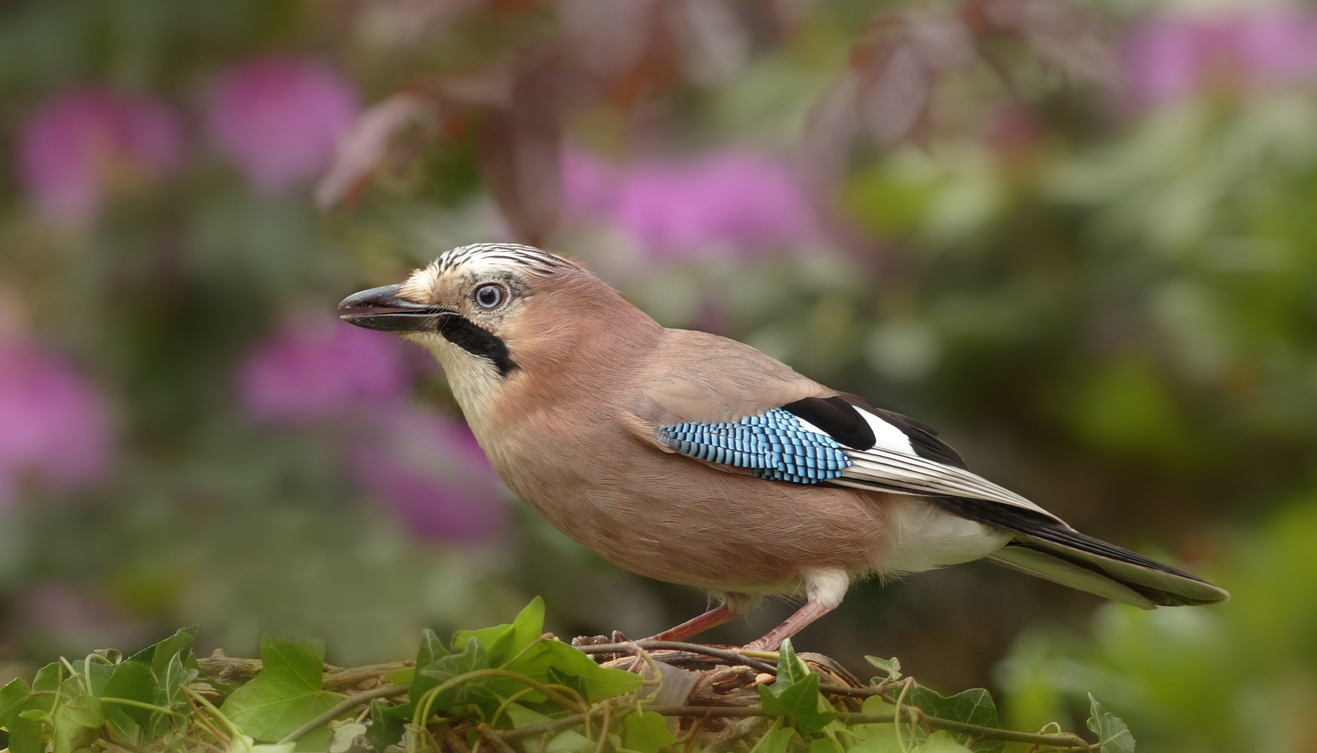 Eichelhäher im Portrait - Vogelwissen