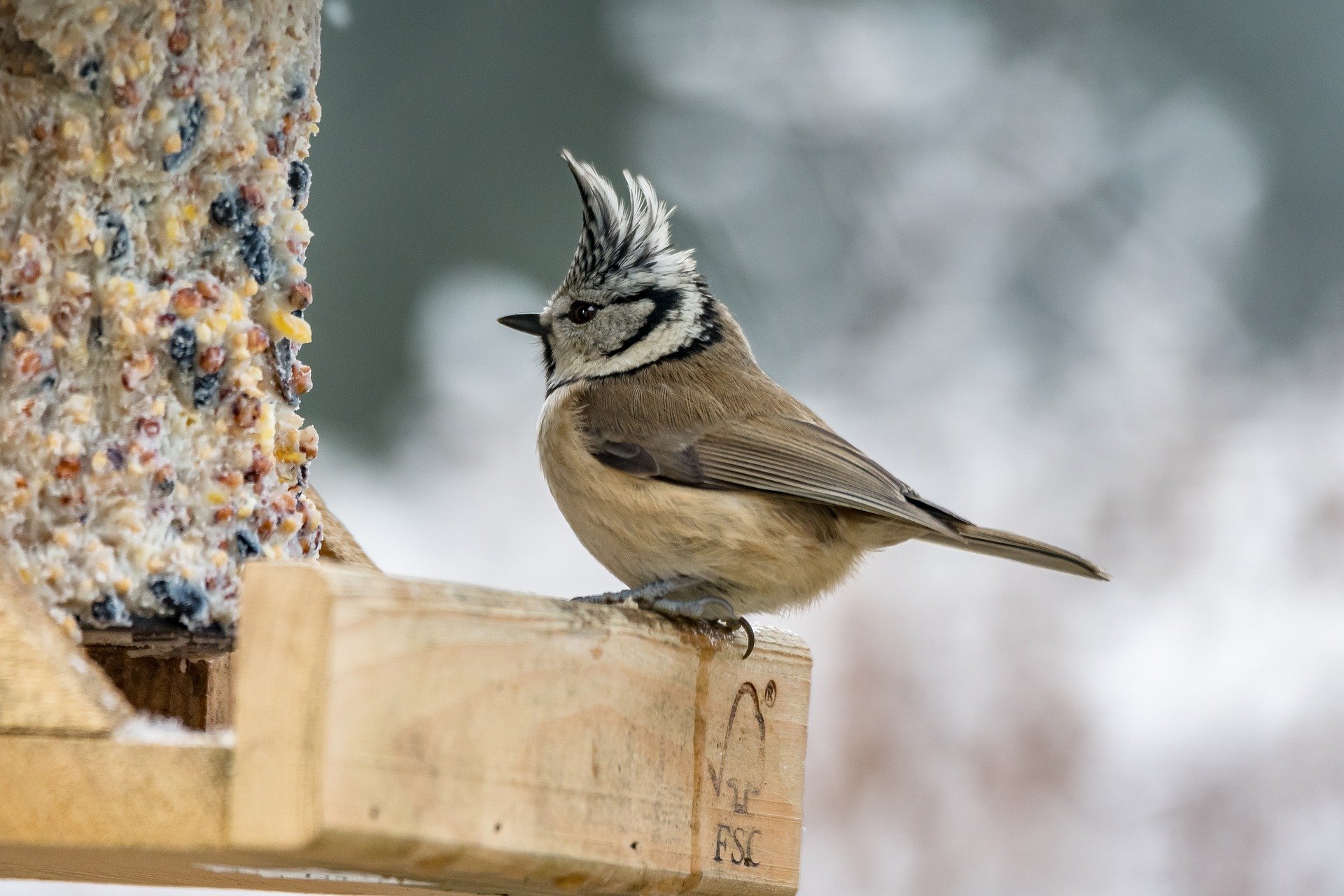 Haubenmeise im Portrait - Vogelwissen