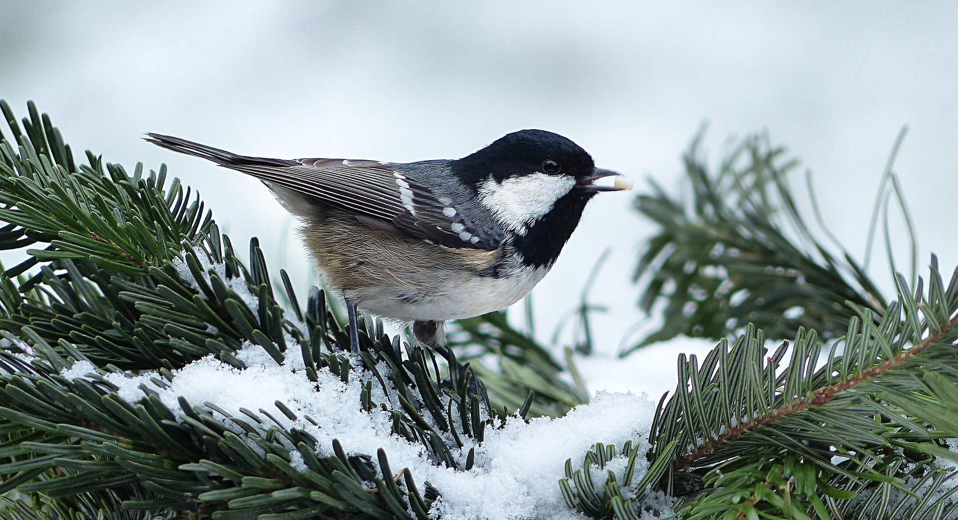 Tannenmeise im Portrait - Vogelwissen