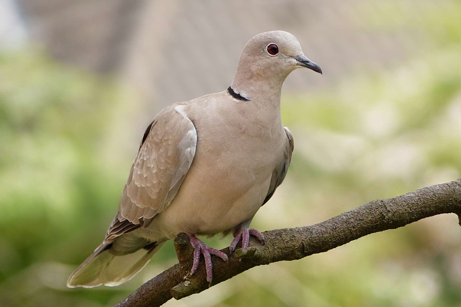 Türkentaube im Portrait - Vogelwissen