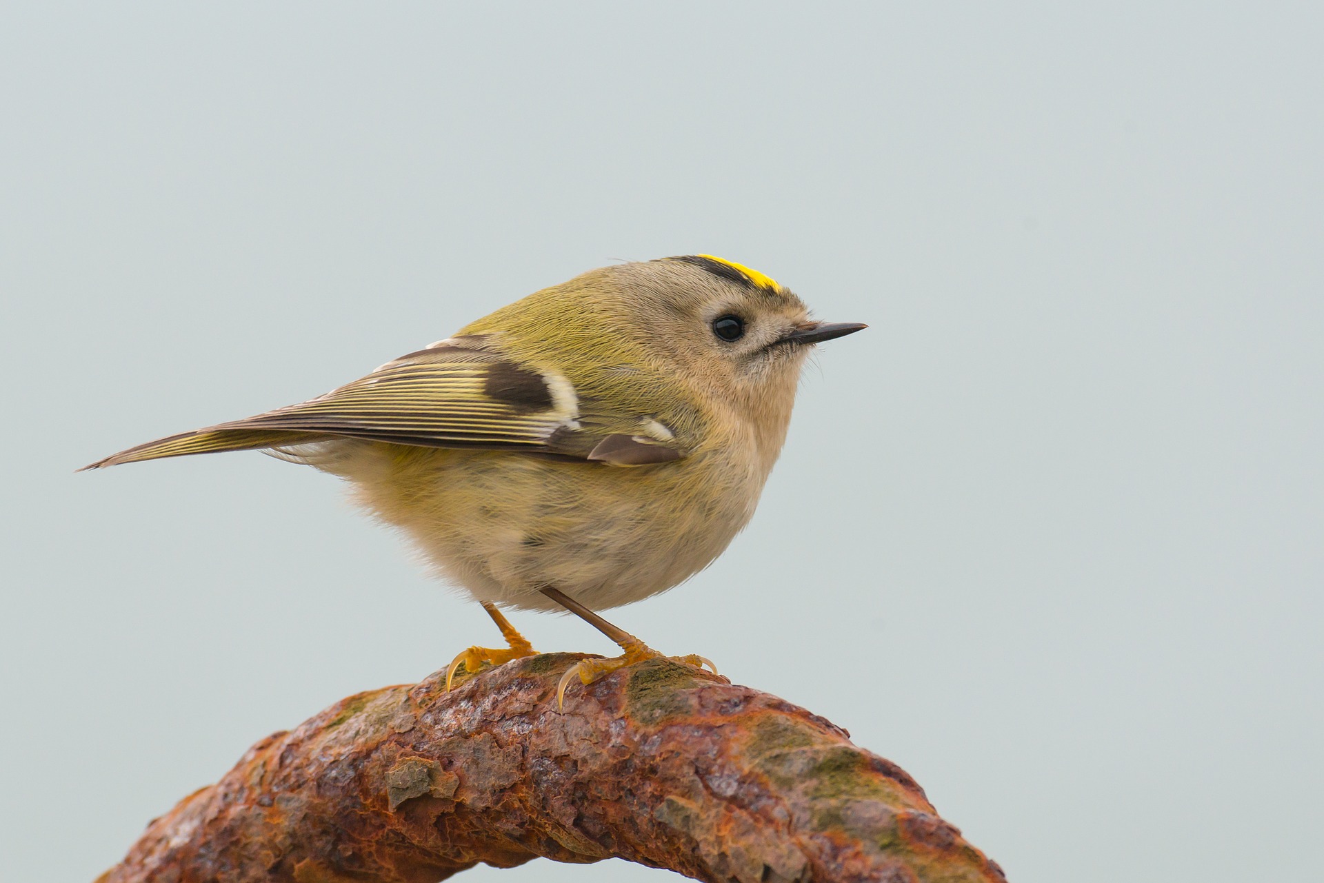 Wintergolghähnchen im Portrait - Vogelwissen