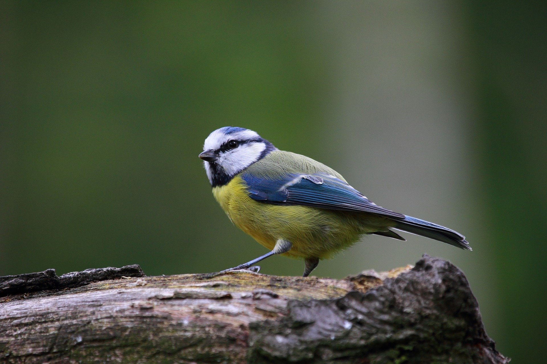 Blaumeise im Portrait - Vogelwissen