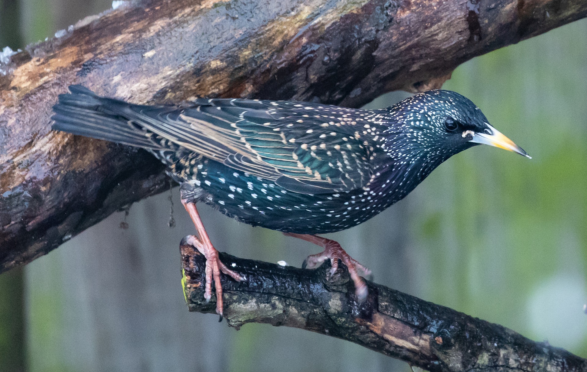 Star - Vogelwissen