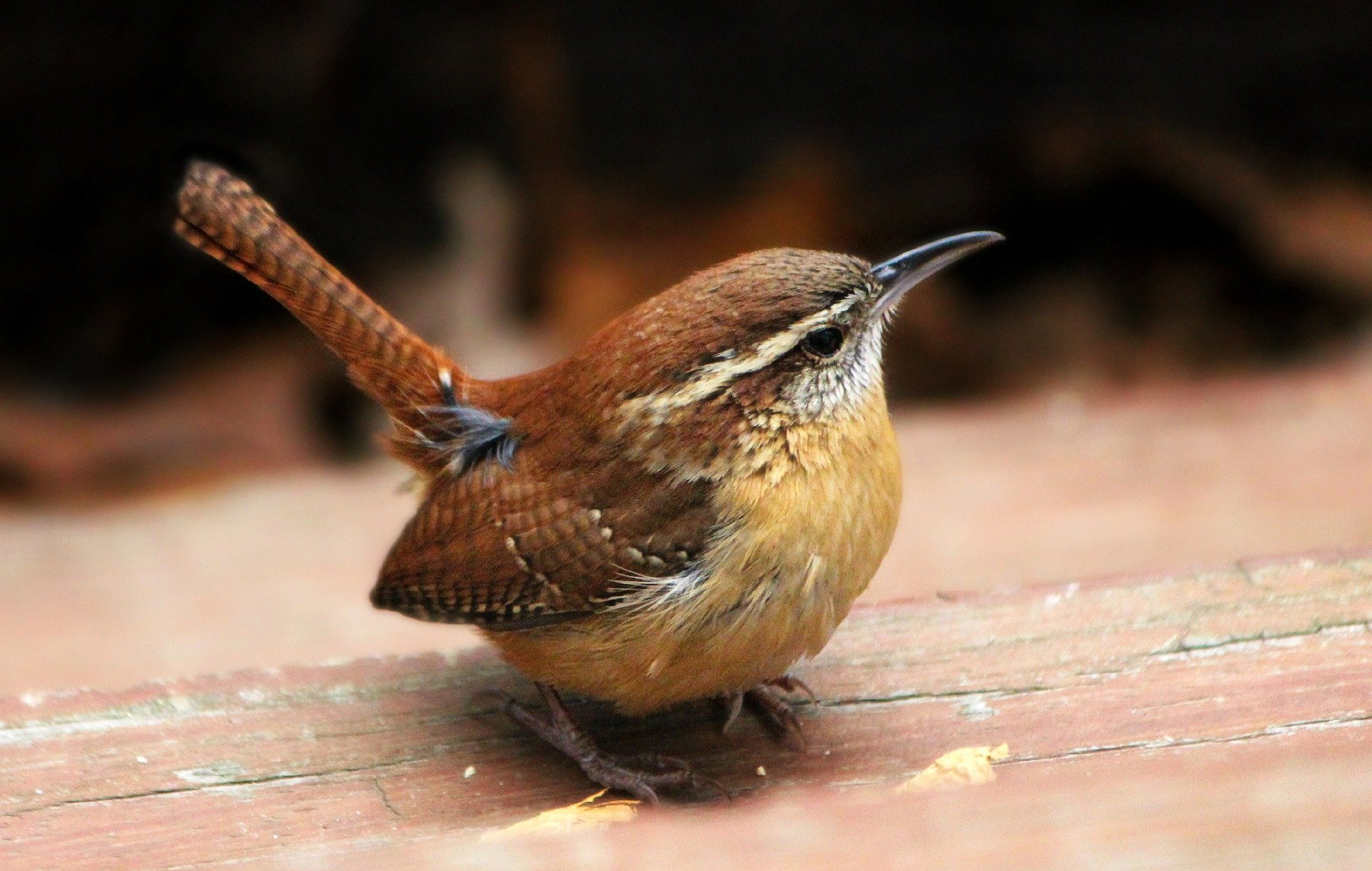 Zaunkönig im Portrait - Vogelwissen