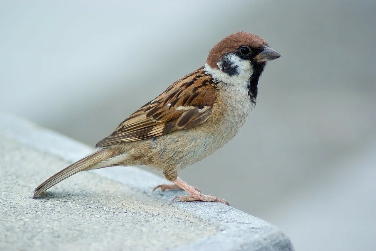 Feldsperling im Portrait